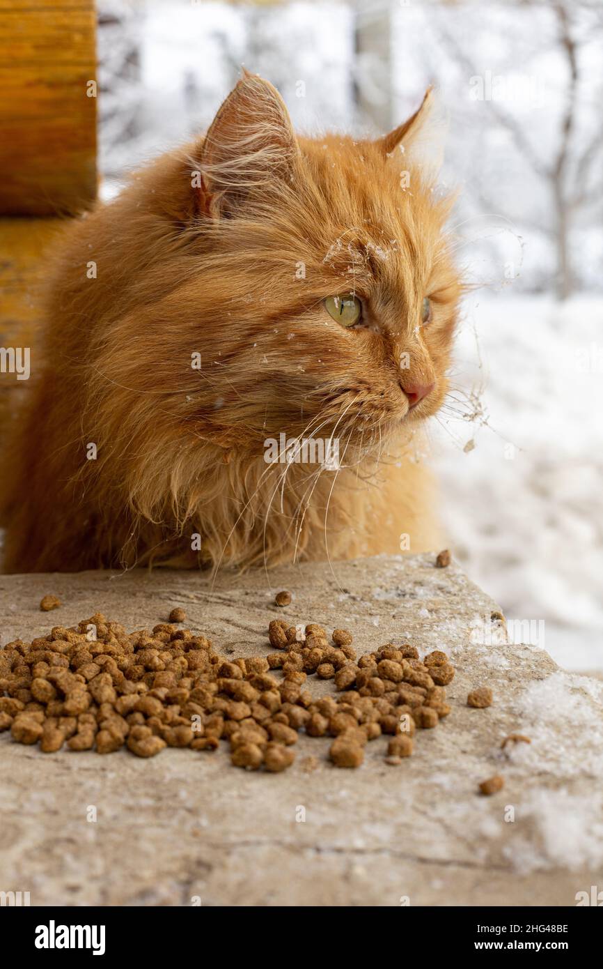 Gatto senza tetto di colore rosso con occhi verdi e capelli furry seduti a terra guardando via con alcuni alimenti per animali di fronte al gatto. Rifugio per animali. Persone e. Foto Stock
