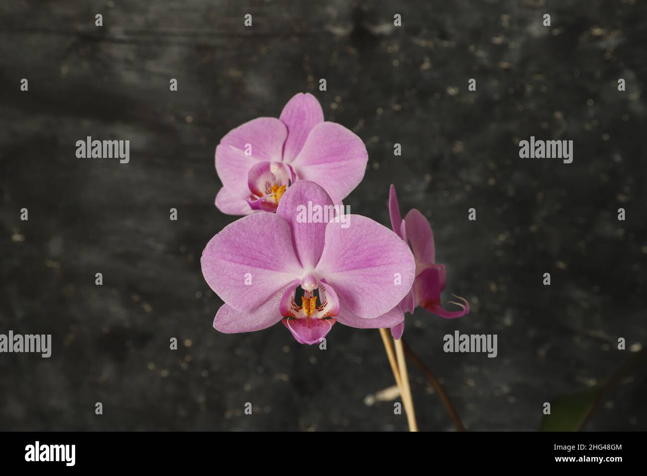 Orchidea viola è di fronte a uno sfondo nero Foto Stock
