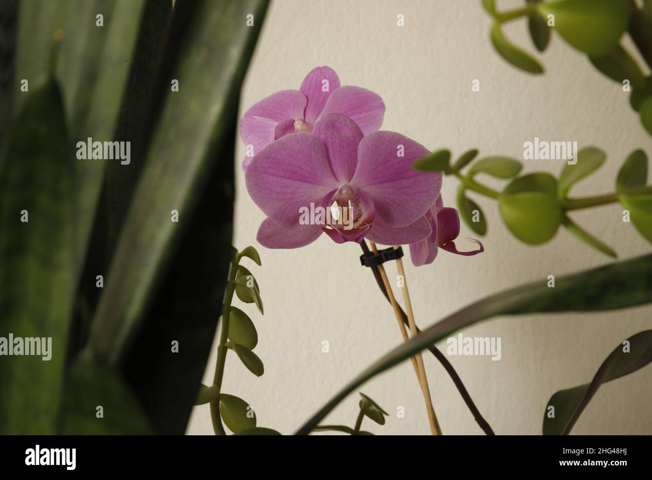 Orchidea viola è tra pianta verde e di fronte a sfondo bianco Foto Stock