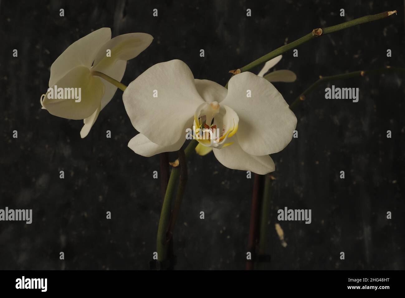 L'orchidea bianca si trova tra la pianta verde e di fronte allo sfondo nero Foto Stock