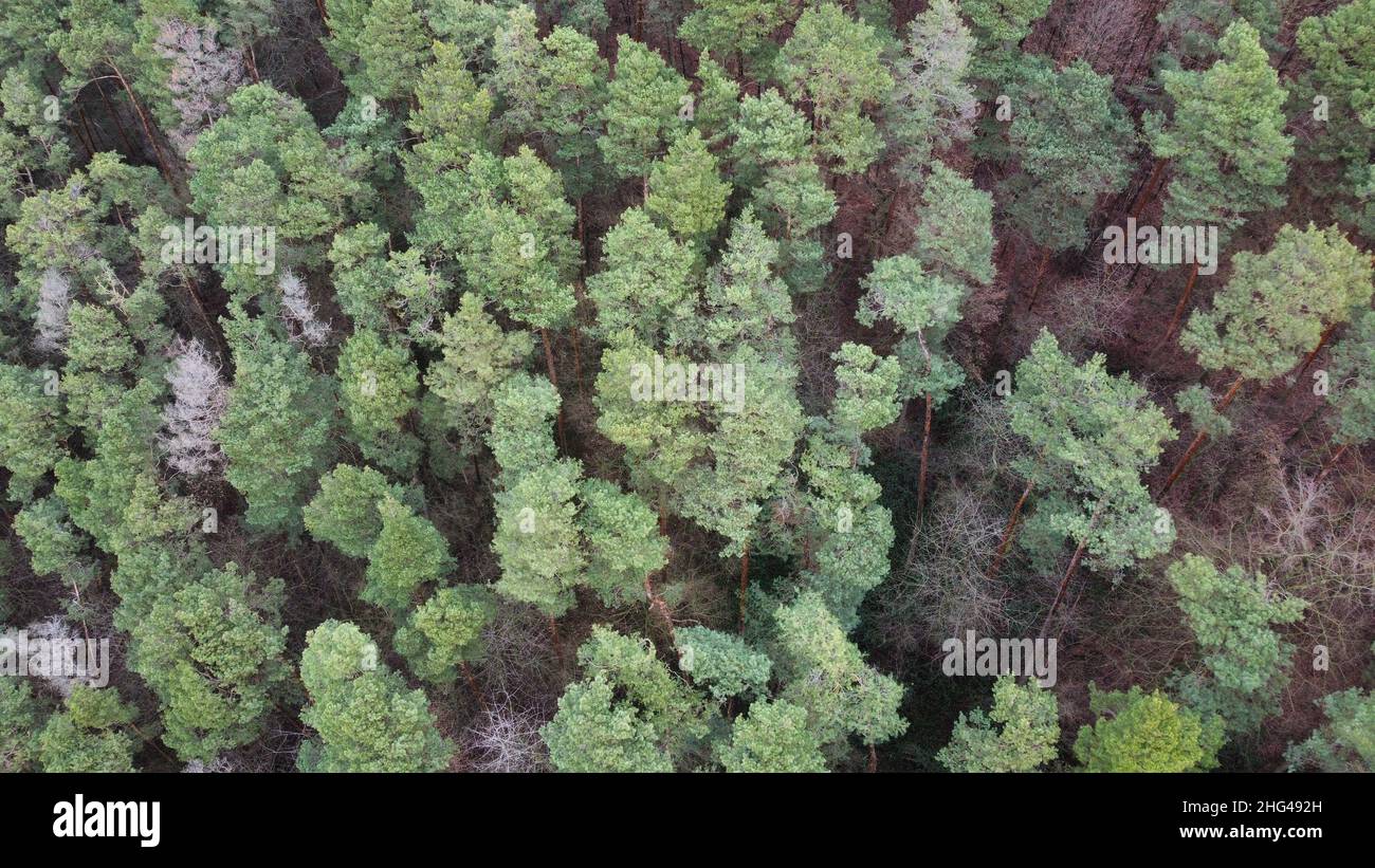 Volo con droni sopra il forrest Foto Stock