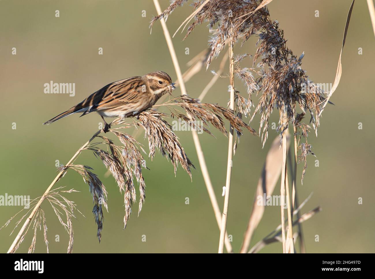 Concia di canne femmina (Emberiza schoeniclus) che si alimenta su teste di canne di Phragmites. Questo individuo è stato squeed (=banded in Nord America) Foto Stock