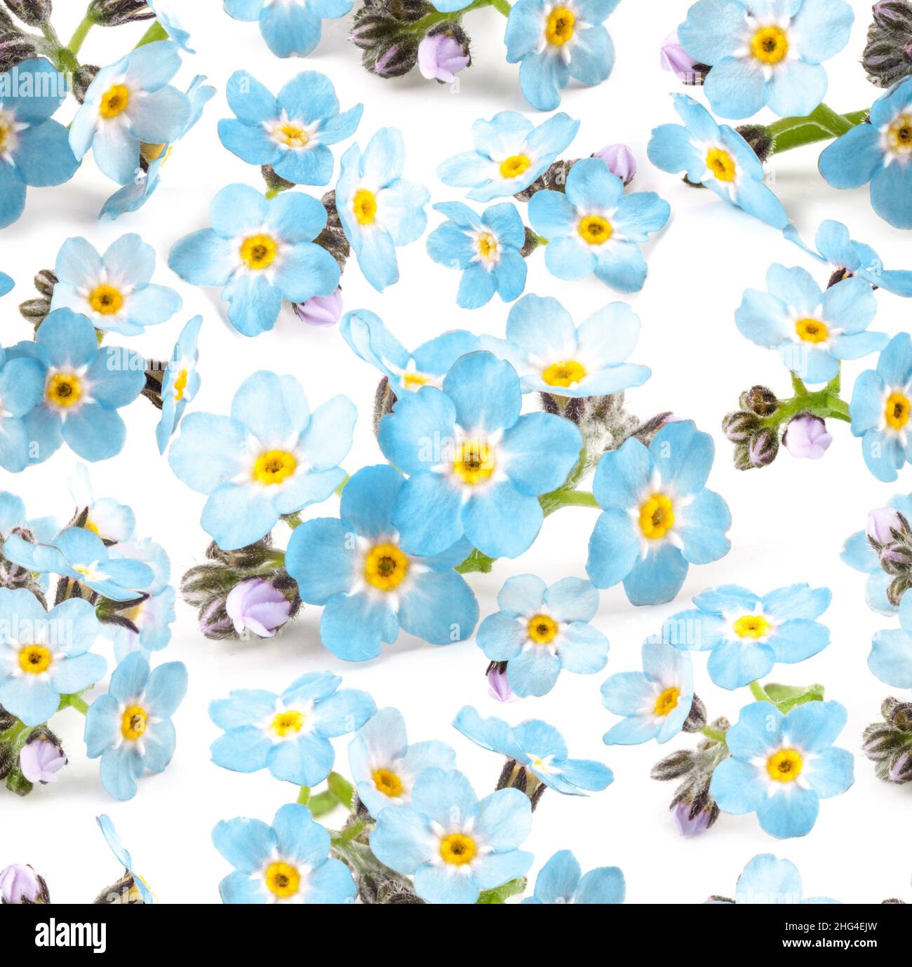 Bella blu dimentica-me-not fiori senza cuciture modello su sfondo bianco. Texture floreale per design, tessuti e sfondo. Foto Stock