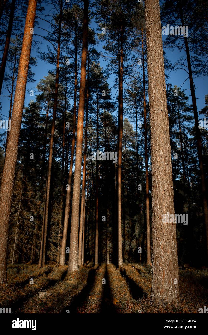 Sera sole nella pineta, colpo focalizzato su alberi e ombre degli alberi. Foto Stock