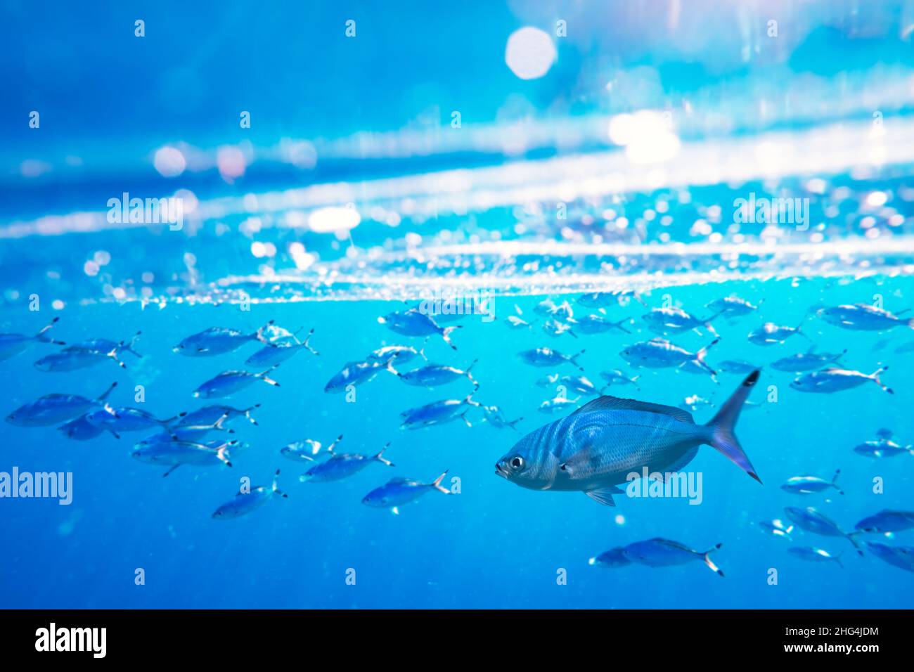 Scuola di nuoto e di alimentazione del pesce Caesio suevica nella superficie d'acqua del Mar Rosso. Fotografia subacquea, immersioni subacquee e snorkeling sfondo Foto Stock