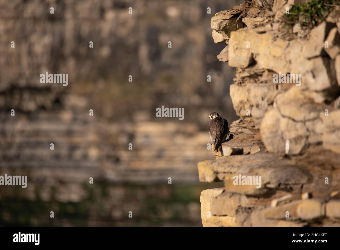 Un falco peregrino, Falco peregrino, arroccato sul bordo della scogliera che domina la costa Foto Stock