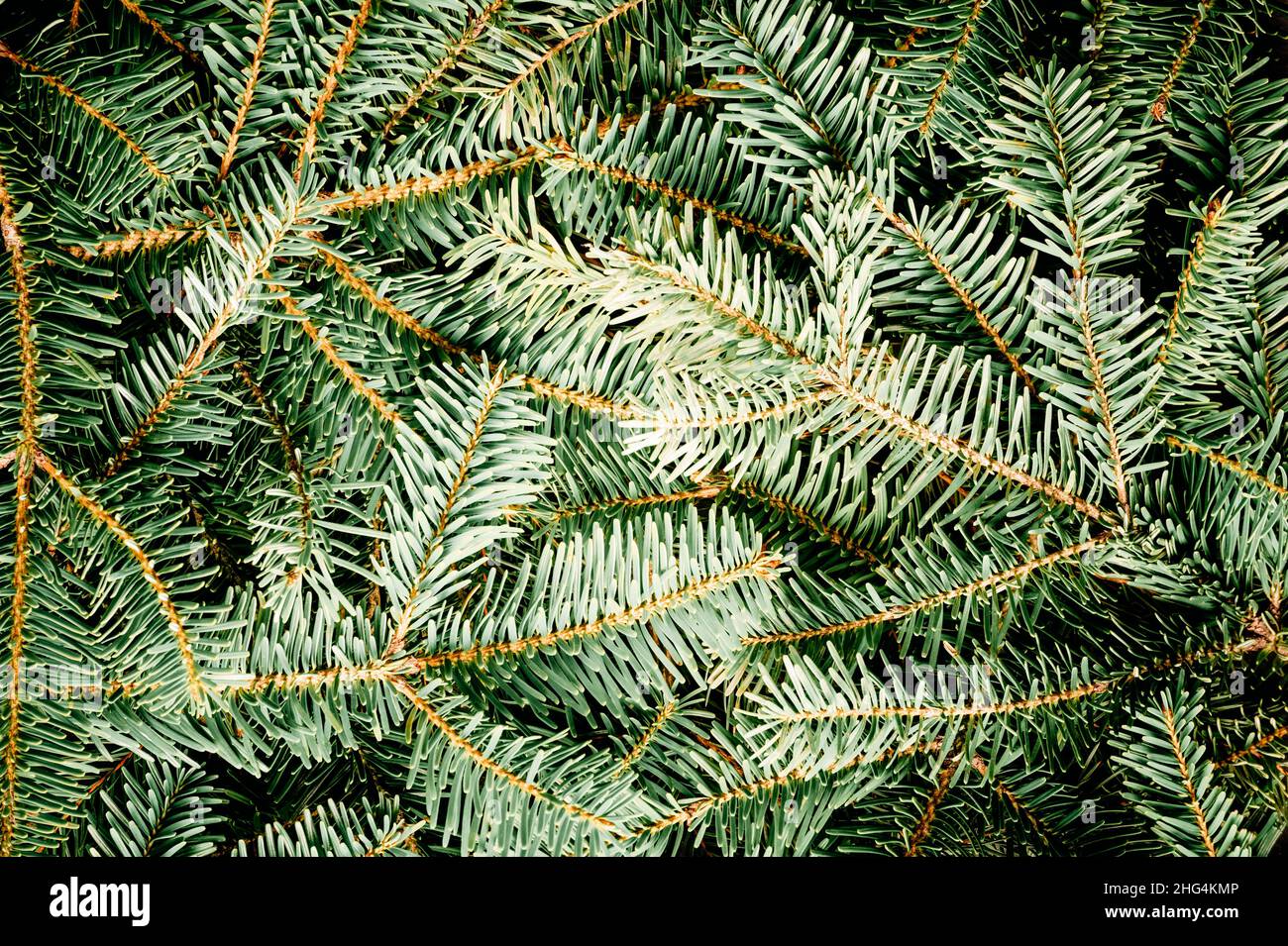 Sfondo natura creativa una texture abete rosso rami di albero di Natale per un biglietto di auguri di Natale. Disposizione piatta, vista dall'alto, spazio di copia Foto Stock