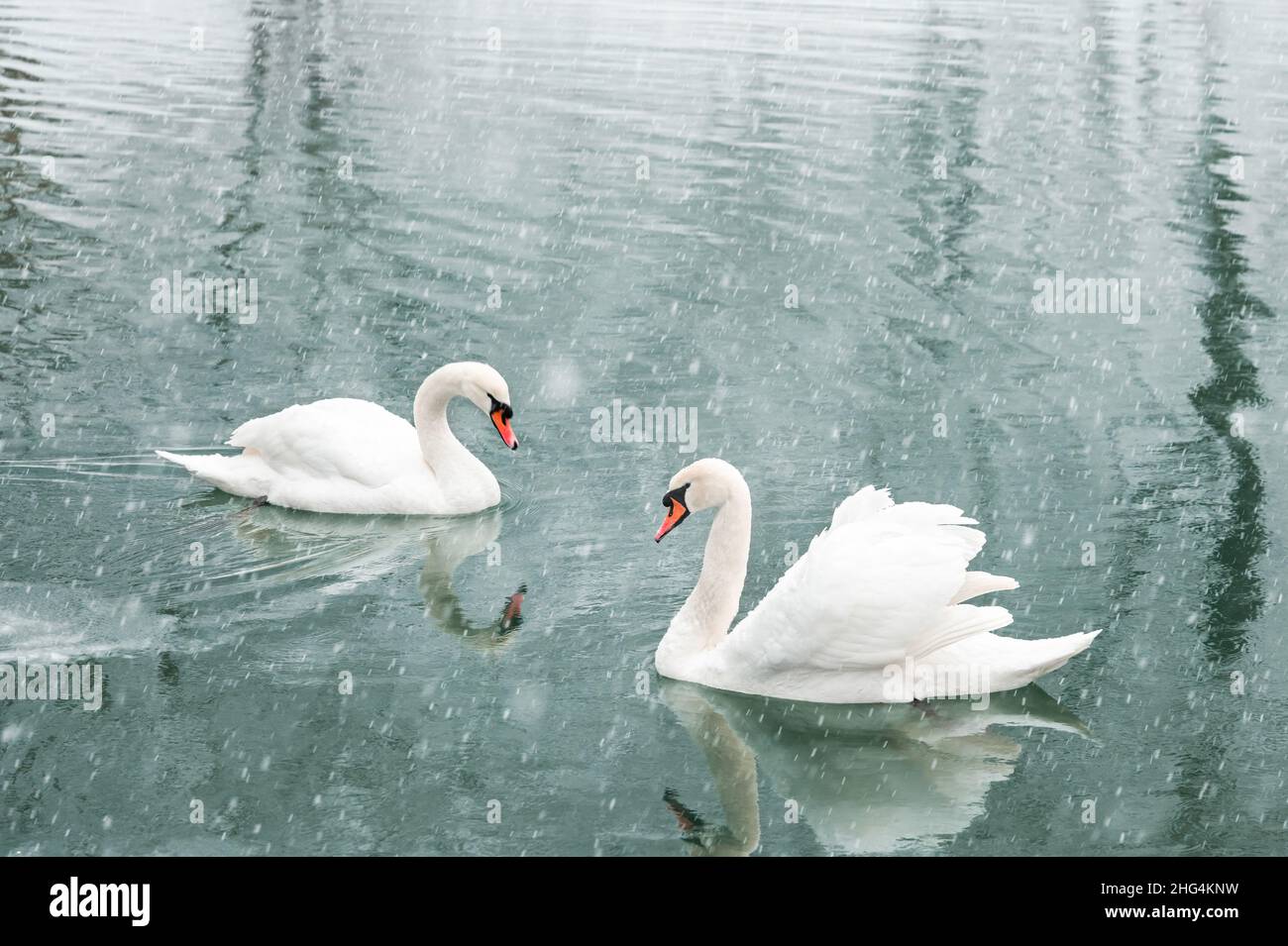 Coppia di cigni bianchi nuotano nell'acqua del lago d'inverno. Caduta di neve. Fotografia animale Foto Stock