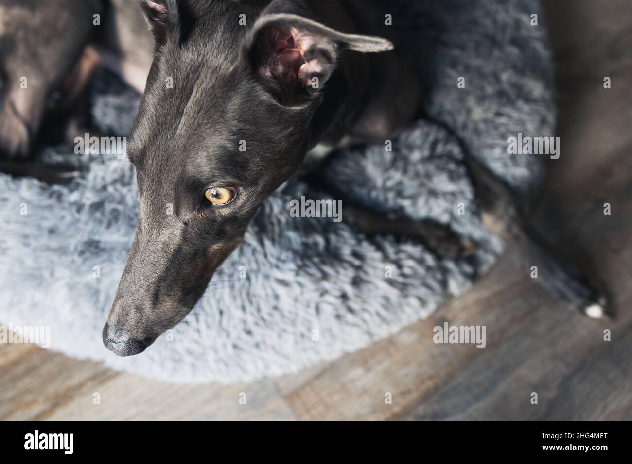 Cane levriero blu che riposa sul letto a casa Foto Stock