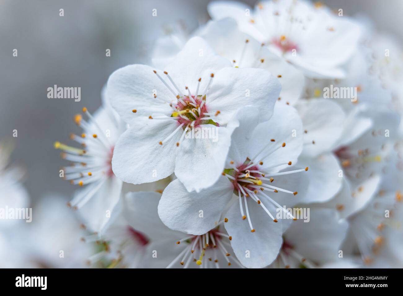 particolare di fiori di ciliegio bianco in primavera Foto stock - Alamy
