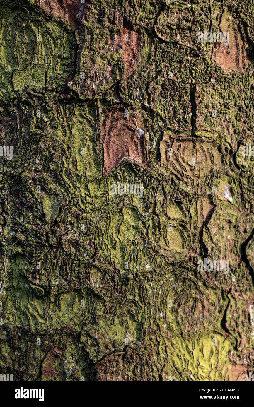 Corteccia di conifere Foto Stock