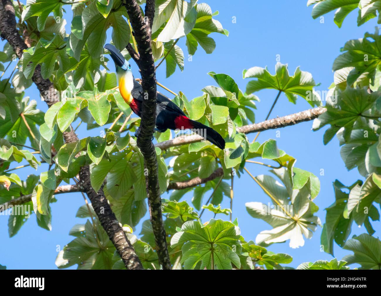 Il toucan tropicale, fatturato dal canale, Ramphastos vitellinus, riposato in un ramo circondato da foglie verdi alla luce del sole del mattino. Foto Stock