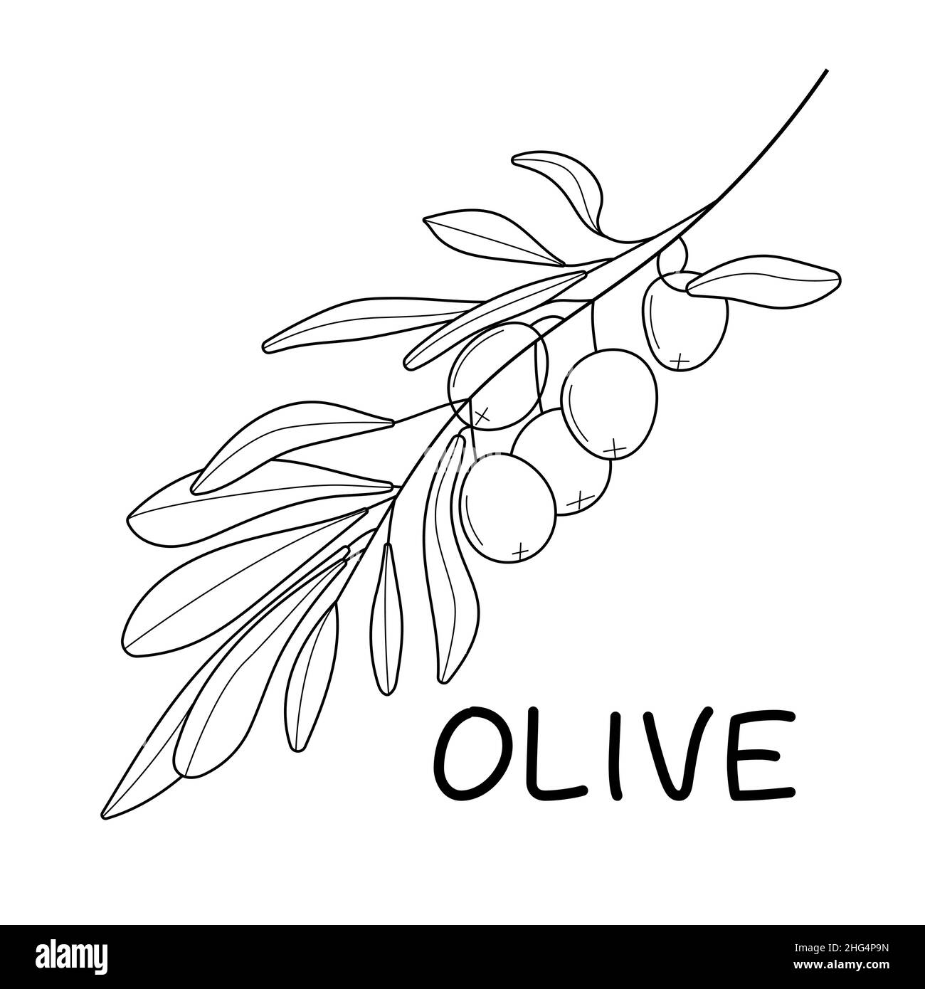 Vettore di ramo di olive in doodle, stile di schizzo. Branca e foglia botanica a linea singola nera e minimale. Inchiostro, matita albero di ulivo disegnato a mano, foglie per l'involucro Illustrazione Vettoriale