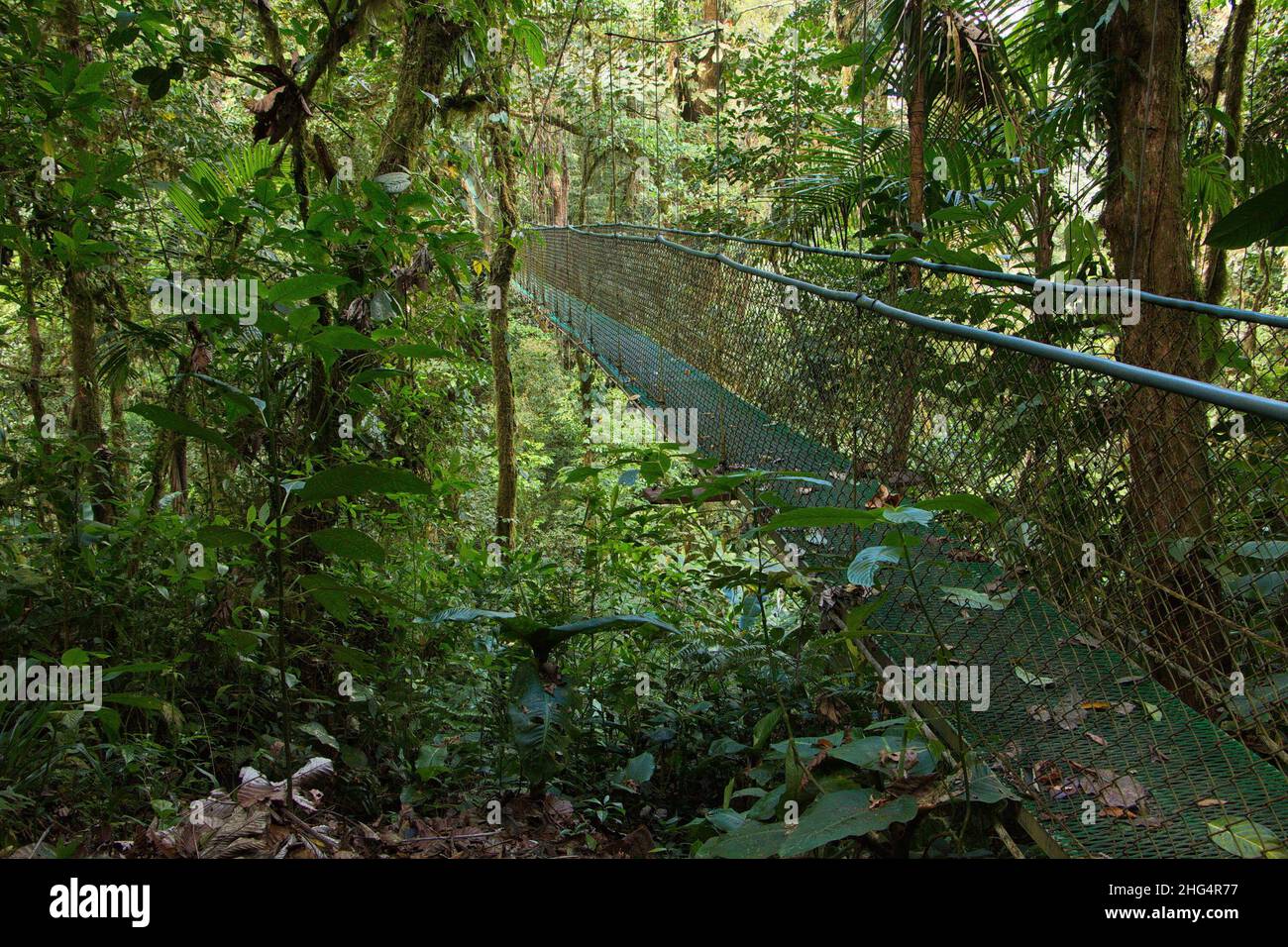 Ponte sospeso sul sentiero dei ponti sospesi nei pressi di Heliconias ...