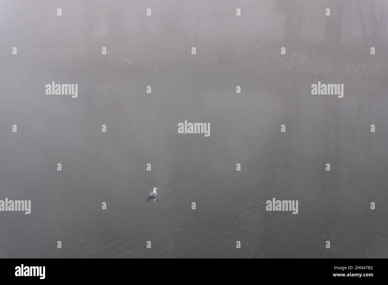 Tranquillo gabbiano nuoto su un mare tranquillo davvero nebbia paesaggio invernale Foto Stock