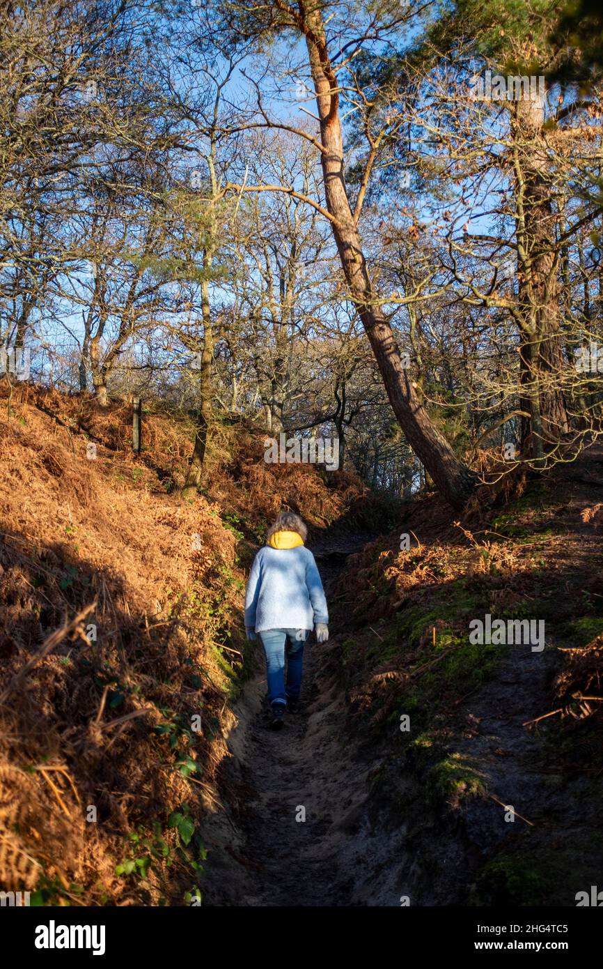 Pulborough Brooks RSPB riserva naturale Heathland Walk in Sussex in inverno Sussex UK Foto Stock