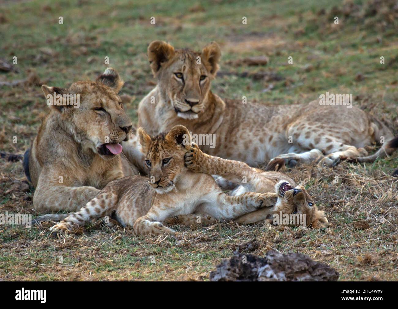 Lioness con i suoi cubetti, Contea di Kajiado, Amboseli, Kenya Foto Stock