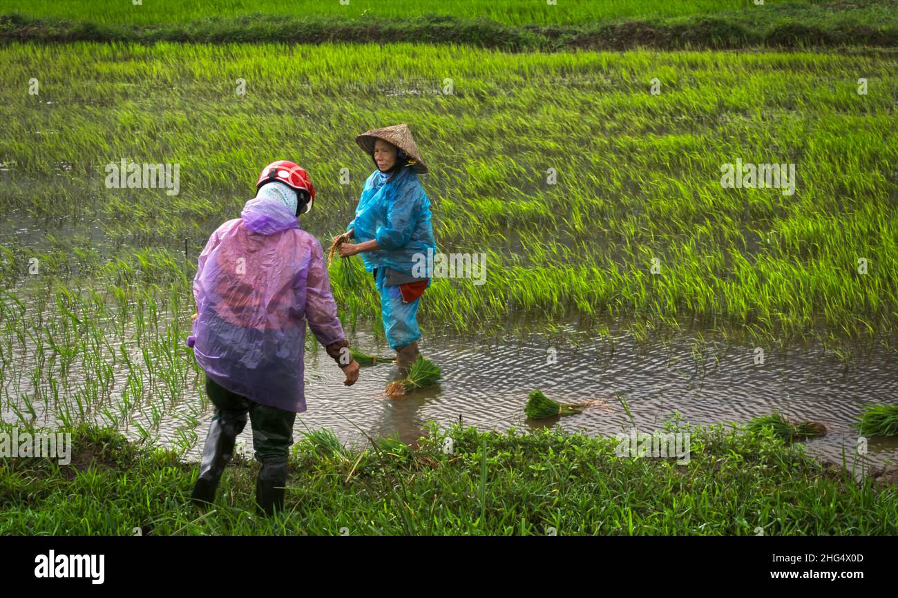 Zwei vietnamesische Frauen in unüblicher Regenkleidung mit Motorradhelm bzw. Reishut beim Setzen von Reispflanzen in der Nähe von da Nang Foto Stock