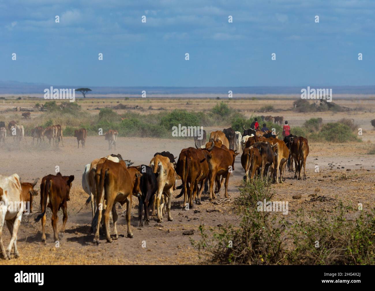 Maassai ospita bestiame nel parco, nella contea di Kajiado, Amboseli, Kenya Foto Stock