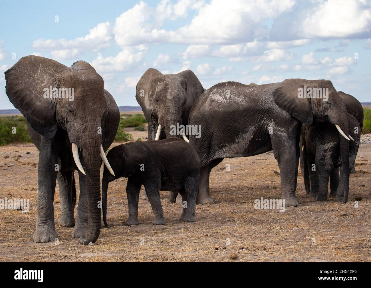 Mandria di elefanti (Loxodonta africana), Contea di Kajiado, Amboseli, Kenya Foto Stock