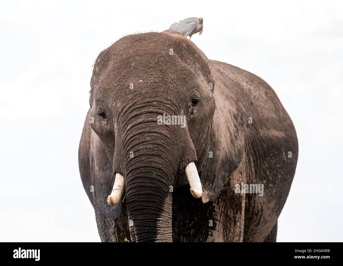 Elefante (Loxodonta africana) con un uccello in testa, Contea di Kajiado, Amboseli, Kenya Foto Stock