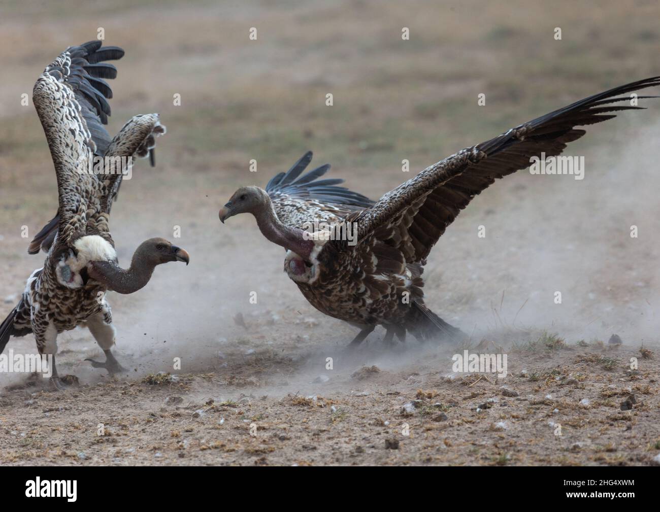 Lotta contro gli avvoltoi, Contea di Kajiado, Amboseli, Kenya Foto Stock