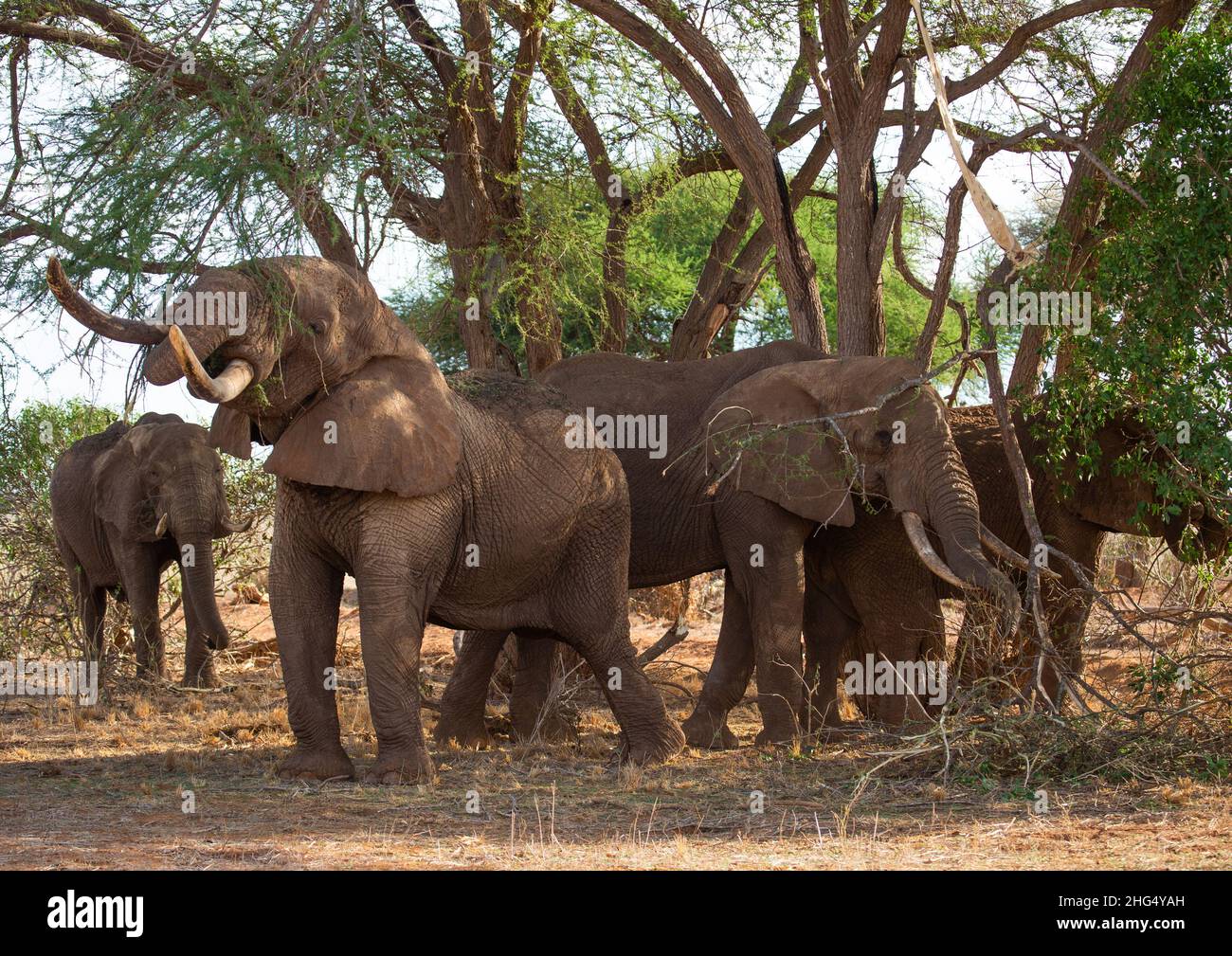 Mandria di elefanti (Loxodonta africana), Provincia costiera, Parco Nazionale Tsavo Est, Kenya Foto Stock
