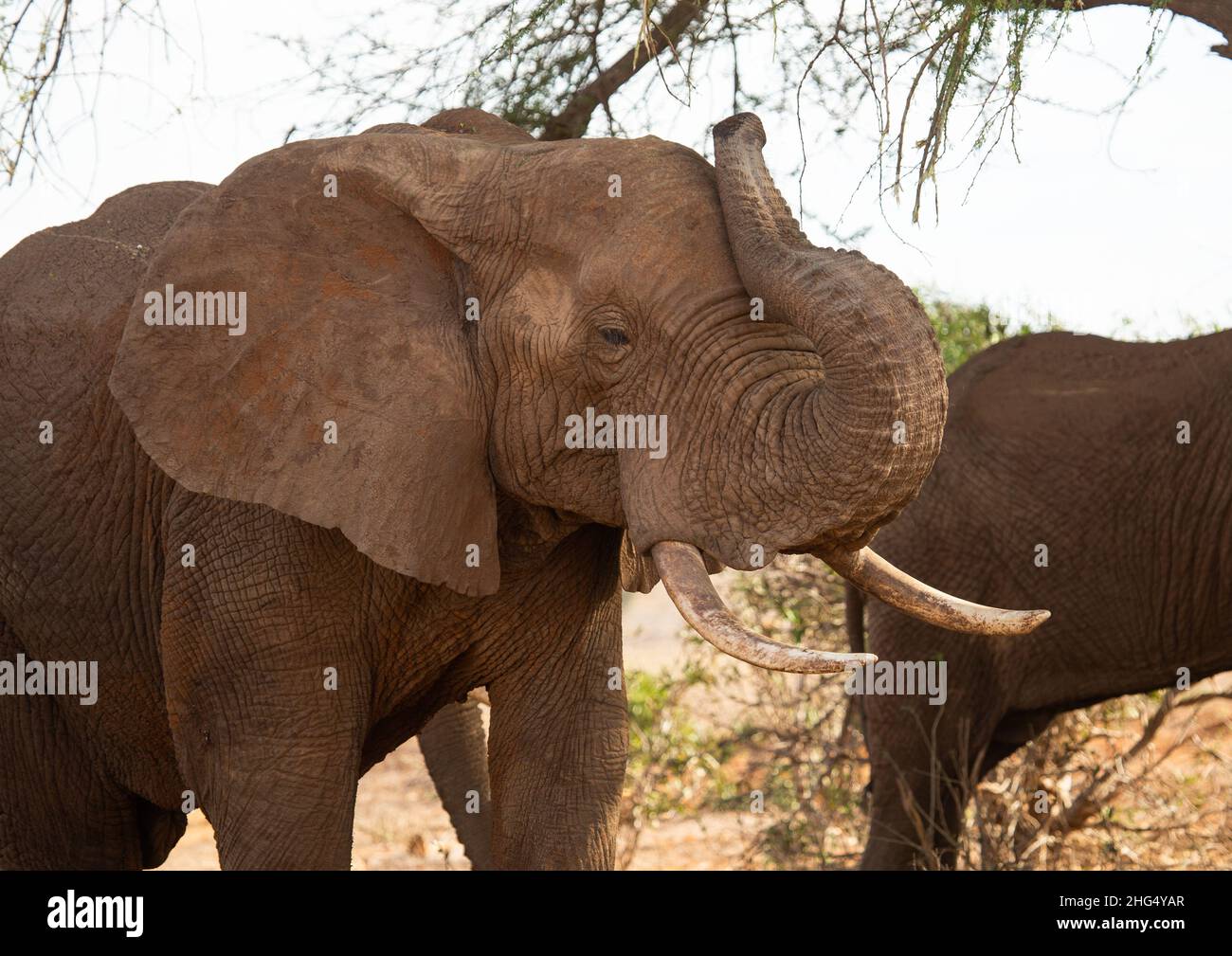 Mandria di elefanti (Loxodonta africana), Provincia costiera, Parco Nazionale Tsavo Est, Kenya Foto Stock