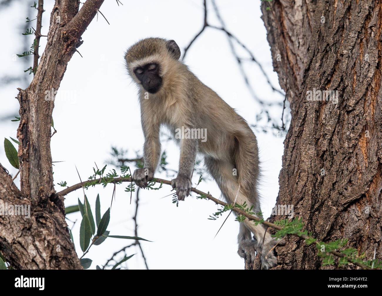Scimmia vervet in un albero, Coast Province, Tsavo West National Park, Kenya Foto Stock