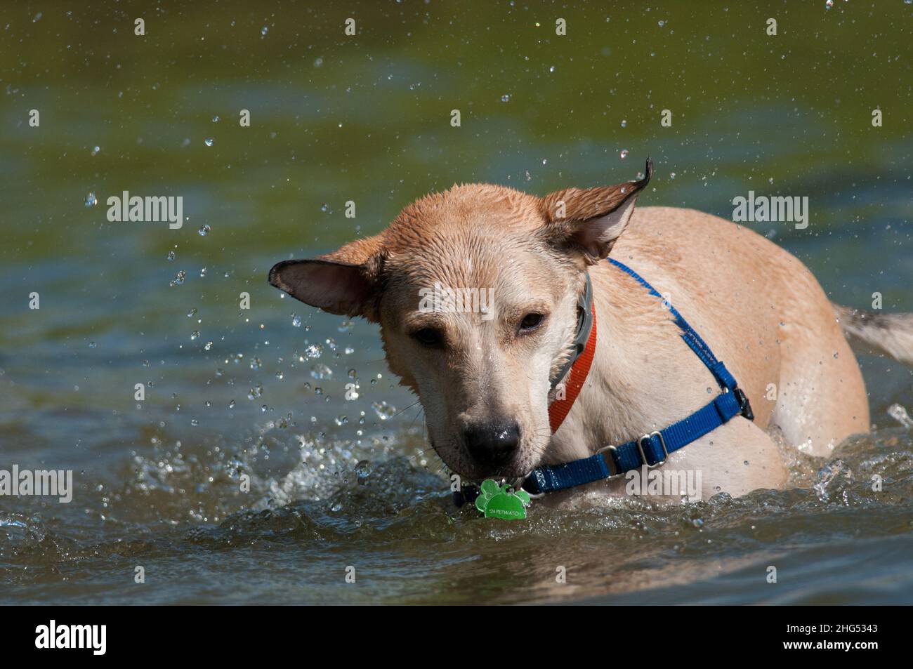 Cane che gioca in un ruscello all'Allegany state Park in estate Foto Stock