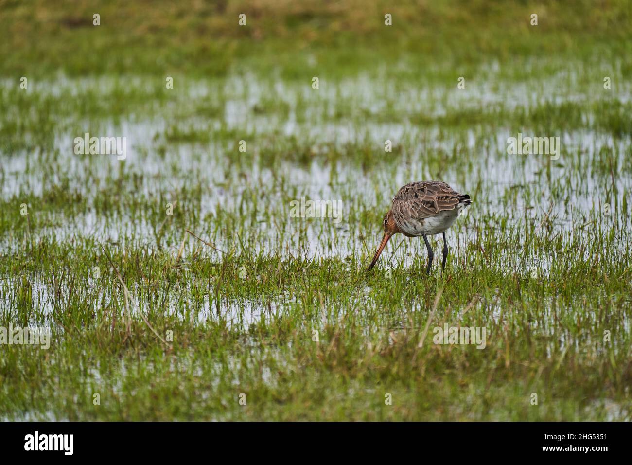 Il godwit dalla coda nera, Limosa limosa, è un grosso cetriolo con gambe lunghe e una bolletta molto lunga Foto Stock