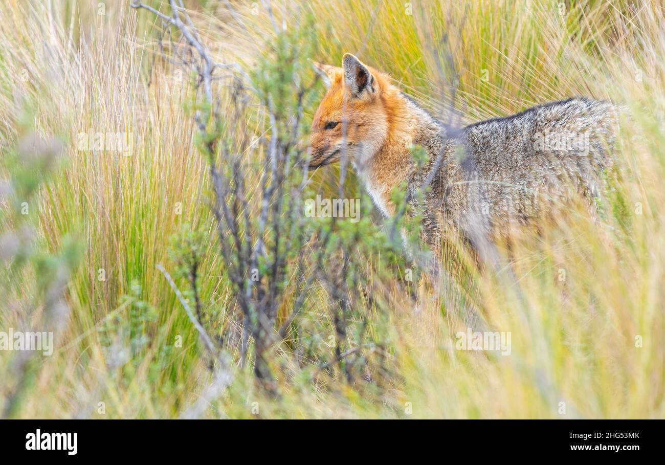 L'elusiva volpe andina (Lycalopex culpaeus) che si nasconde in alta quota stipa itchu Andes erba del vulcano Cotopaxi parco nazionale, Quito, Ecuador. Foto Stock