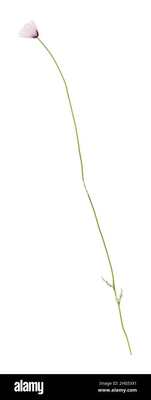 Papavero selvatico. Un fiore viola su un gambo lungo isolato su uno sfondo bianco. Foto Stock Papavero selvatico. Un fiore viola su un gambo lungo isolato su uno sfondo bianco. Foto Stock