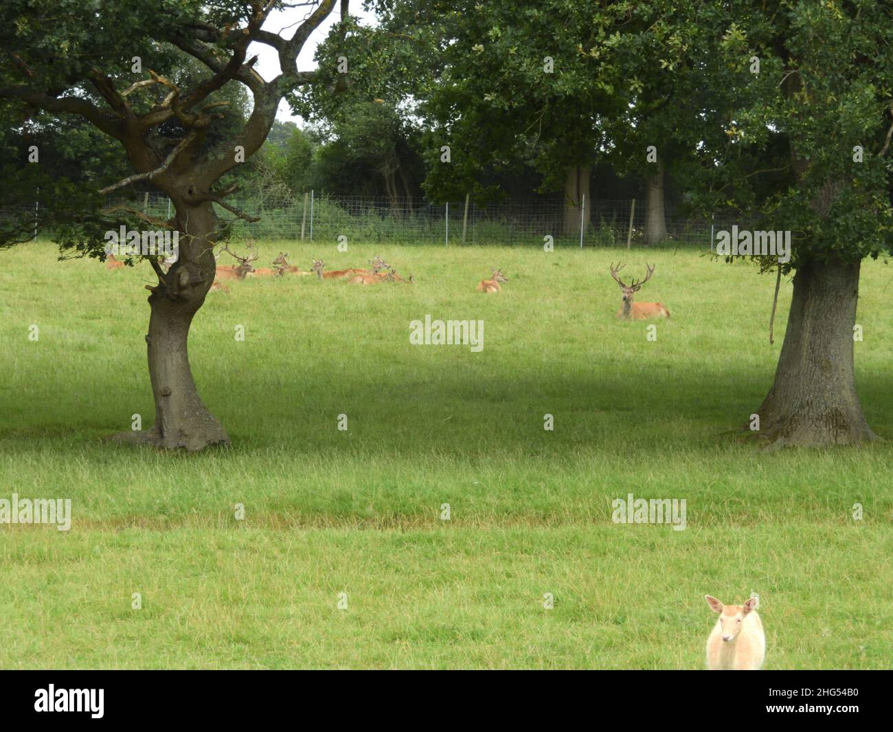 Red Deer presso il British Centro faunistico Foto Stock
