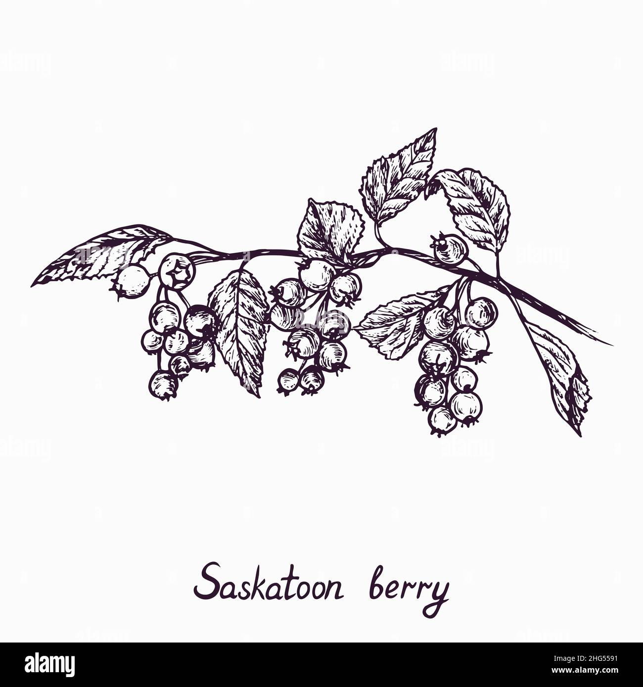 Rametto di bacca di Saskatoon con frutti di bosco e foglie, disegno semplice di barbatella con iscrizione, stile gravure Foto Stock