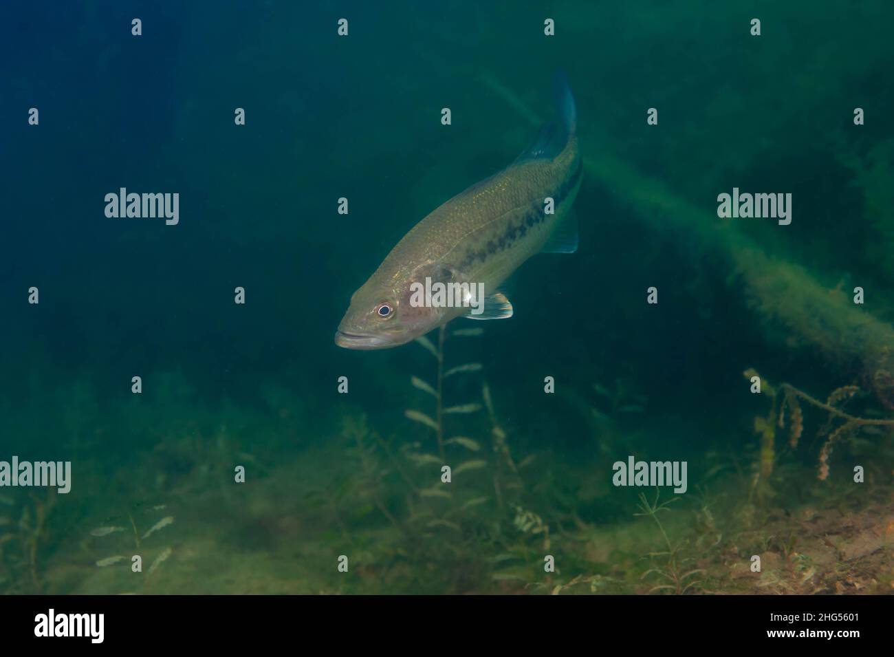 Piccolo branzino che nuota in un lago interno del Michigan Foto Stock