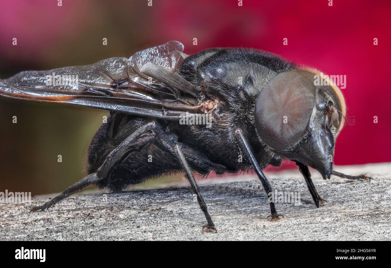 Mexican Cactus Fly, Copestylum mexicanum Foto Stock