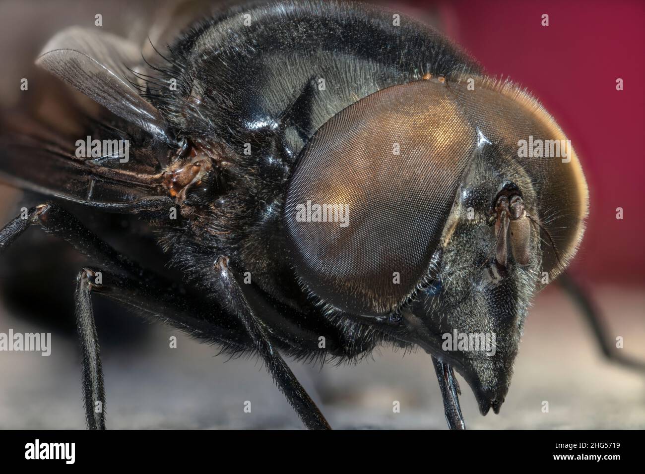 Mexican Cactus Fly, Copestylum mexicanum Foto Stock