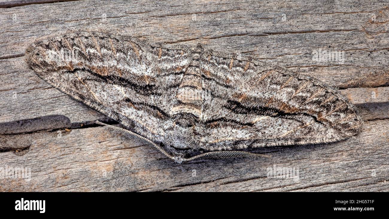 Monte Mahogany Looper, Iridopsis ciminaria Foto Stock