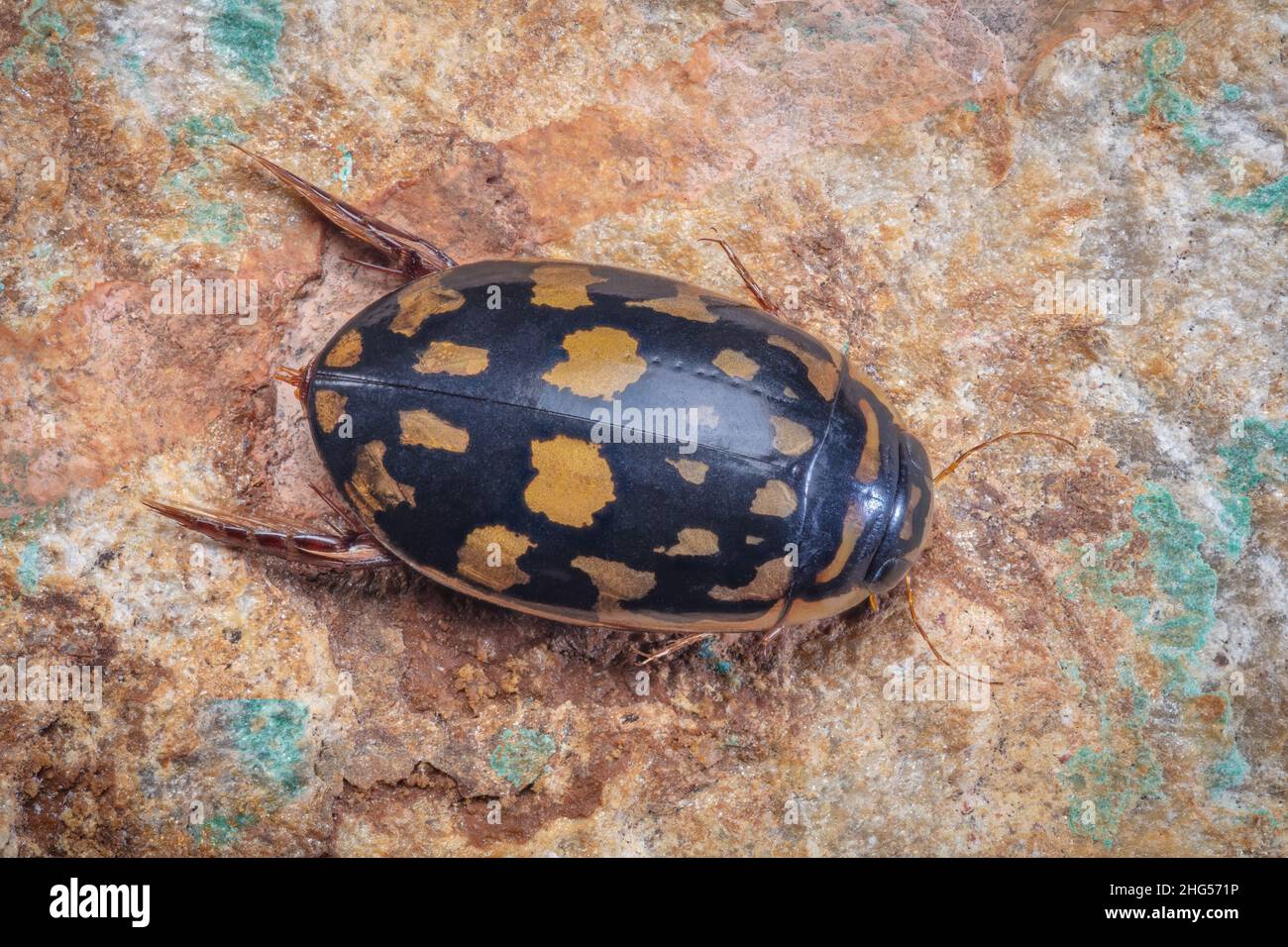 Thermonectus marmoratus - Sunburst Diving Beetle Foto Stock