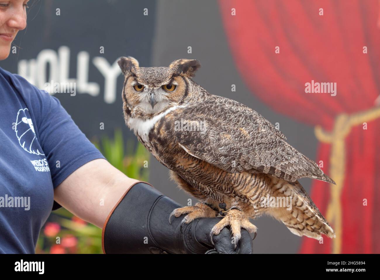 Il grande Owl cornuto (Bubo virginianus) arroccato sul braccio di un portiere Foto Stock