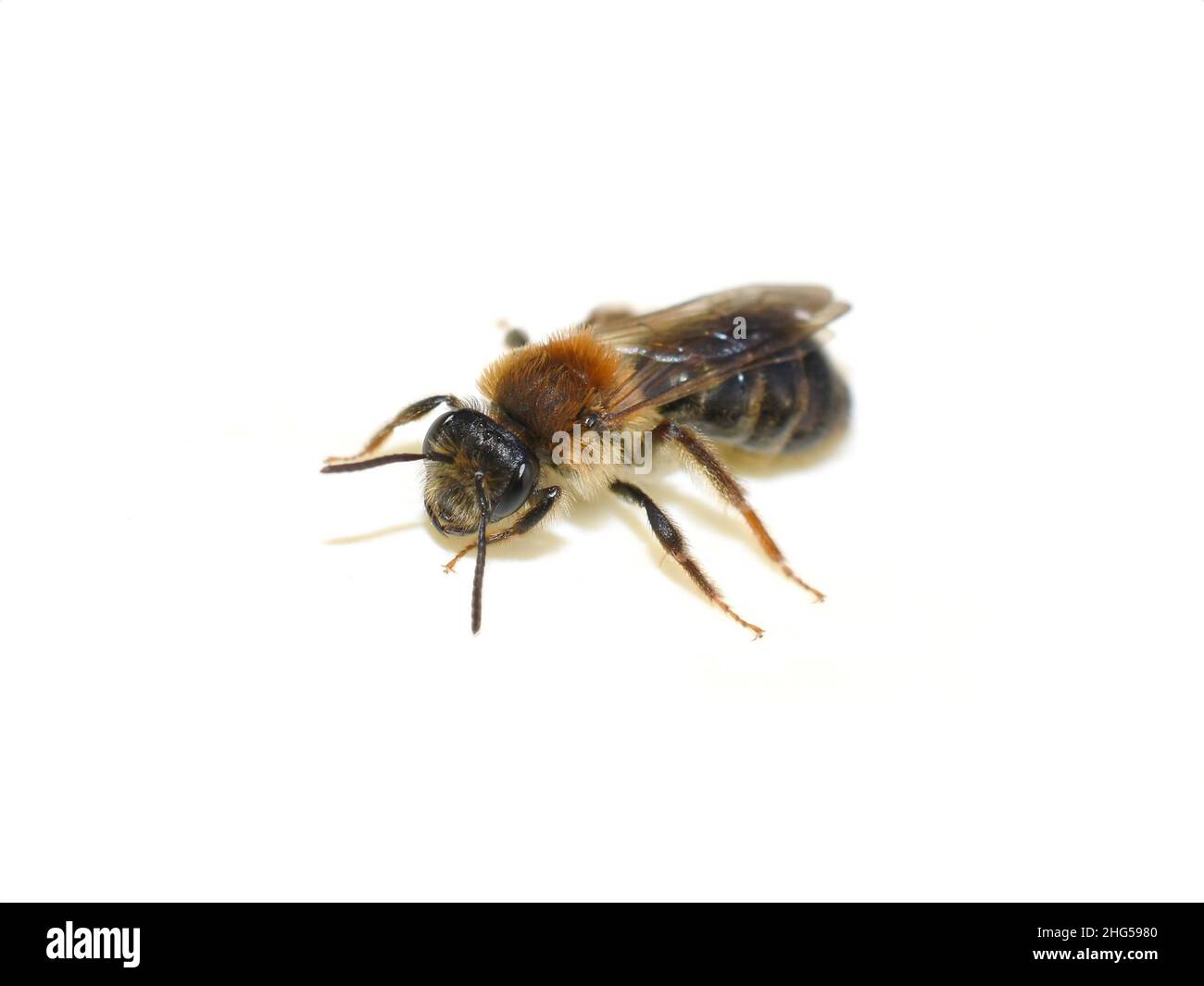 L'ape solitaria selvatica Andrena ruficrus isolato su sfondo bianco Foto Stock
