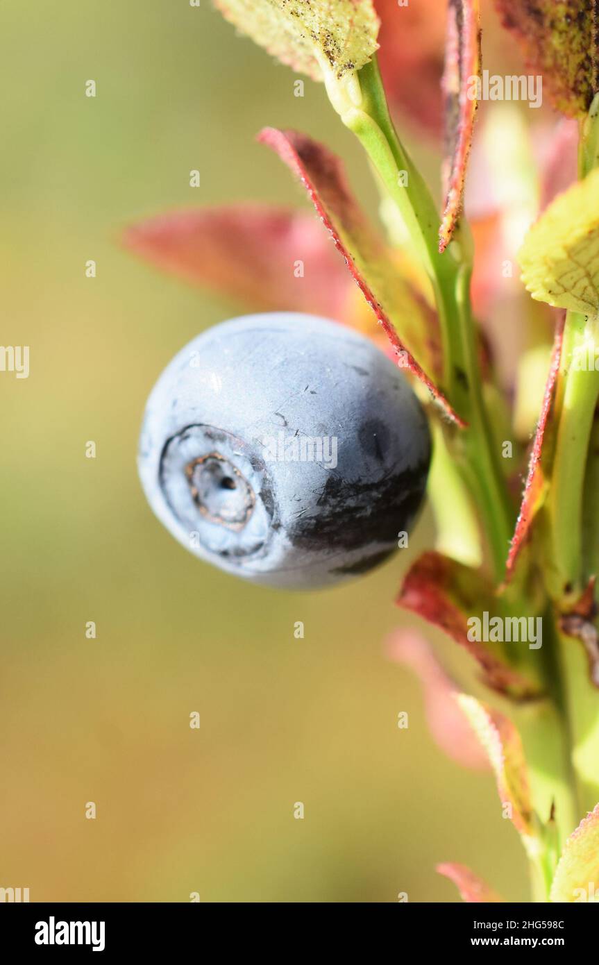 Closeup su una bacche di mirtilio di mirtillo europeo Vaccinium Foto Stock