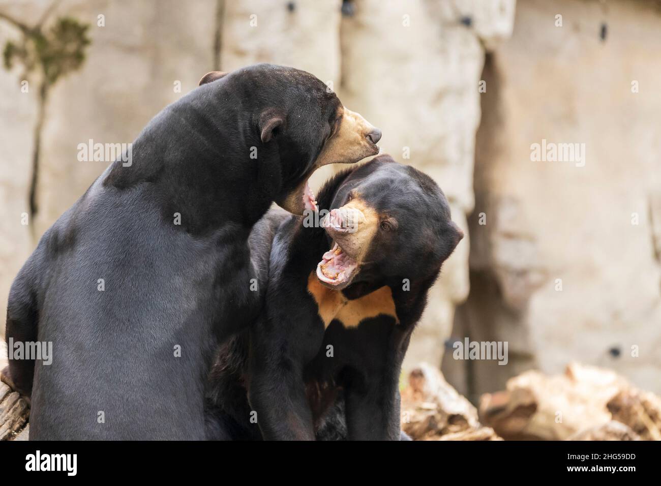 Due orsi Helarctos malayanus - l'orso malese sta combattendo e ha una bocca aperta. Foto Stock