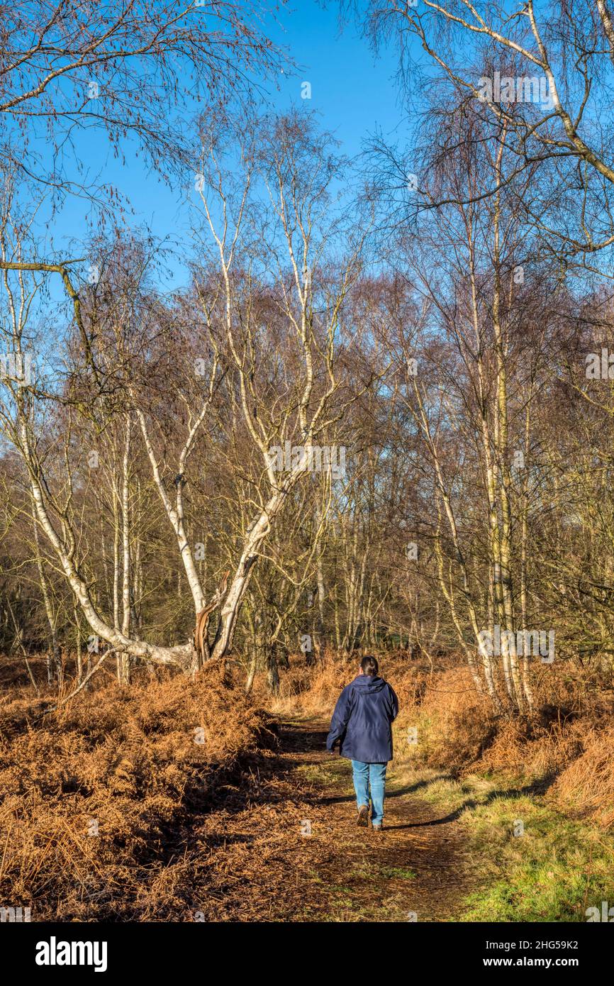 Donna che cammina attraverso il bosco a Dersingham Common nel West Norfolk in una brillante giornata invernale. Foto Stock