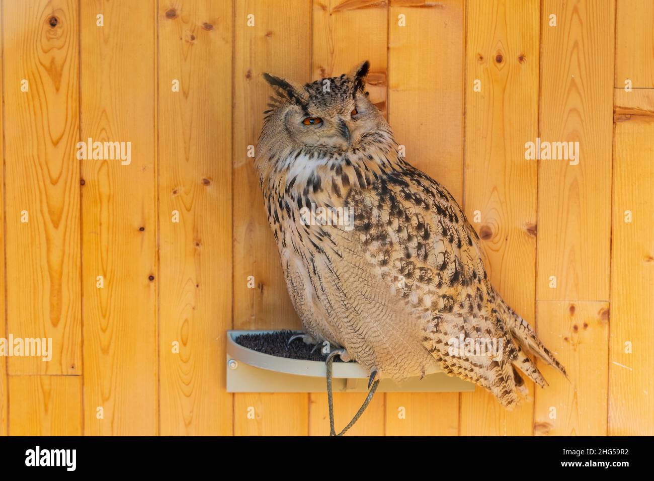 Great Spotted Owl - EAGLE Eurasian Owl - ritratto di un gufo in cattività. Il gufo è addestrato da un falconer. Foto Stock