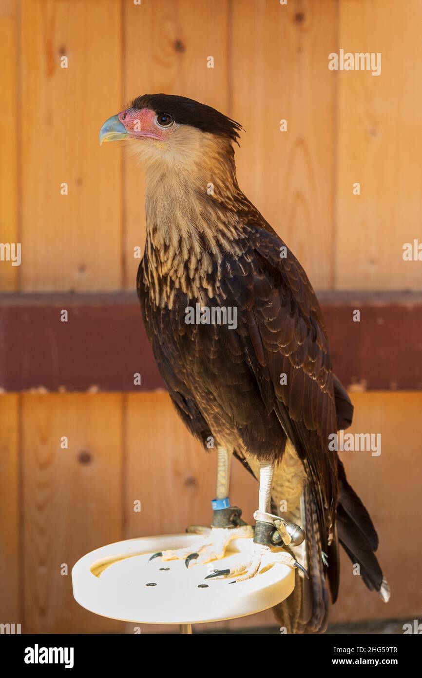 Caracara Meridionale - Caracara plancus - in gabbia in cattività. L'uccello della preda è addestrato da un falconer. Foto Stock