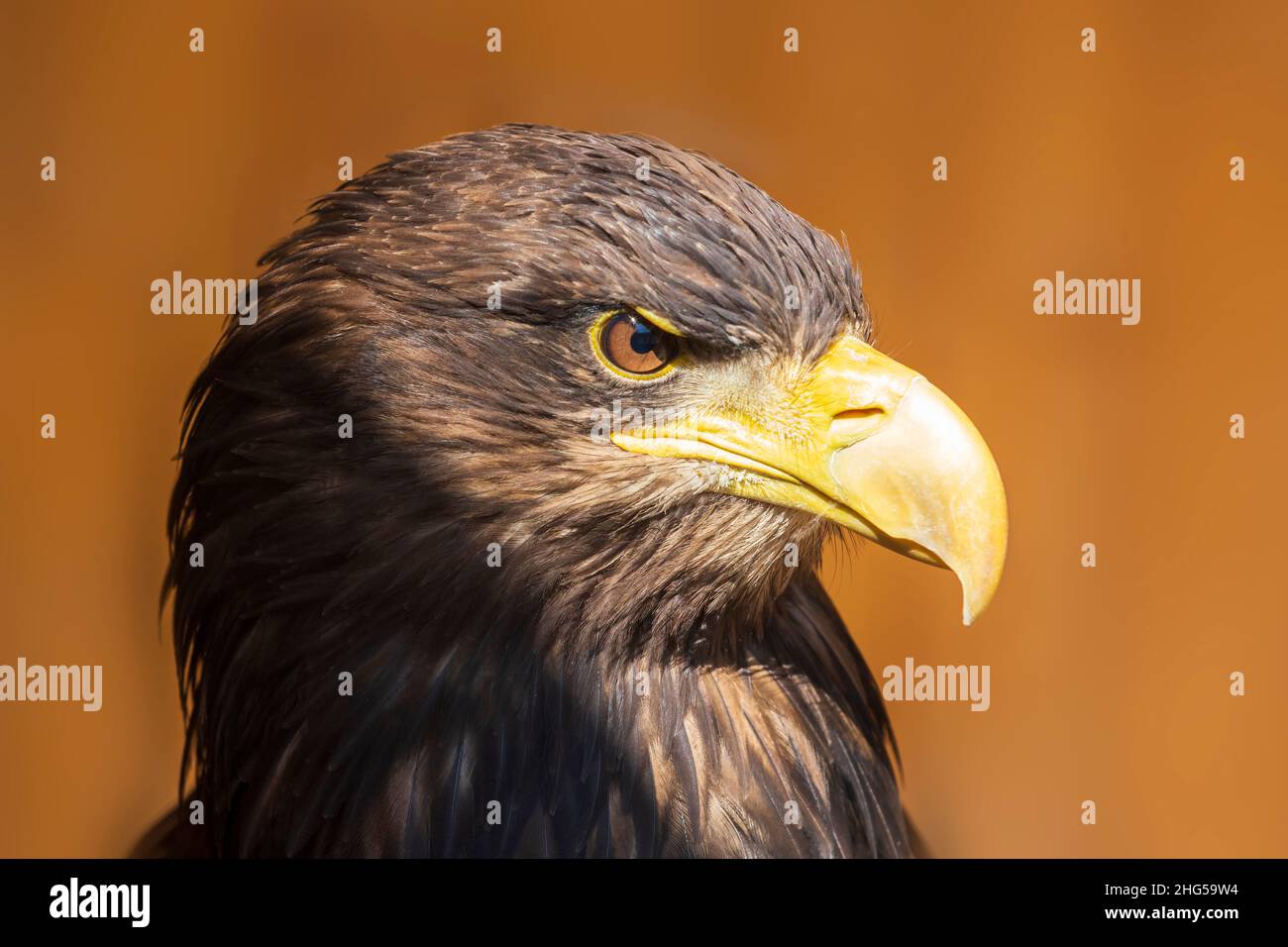Aquila di mare - albicilla di Haliaeetus - ritratto di un uccello di preda. L'aquila è addestrata da un falconer. Foto Stock
