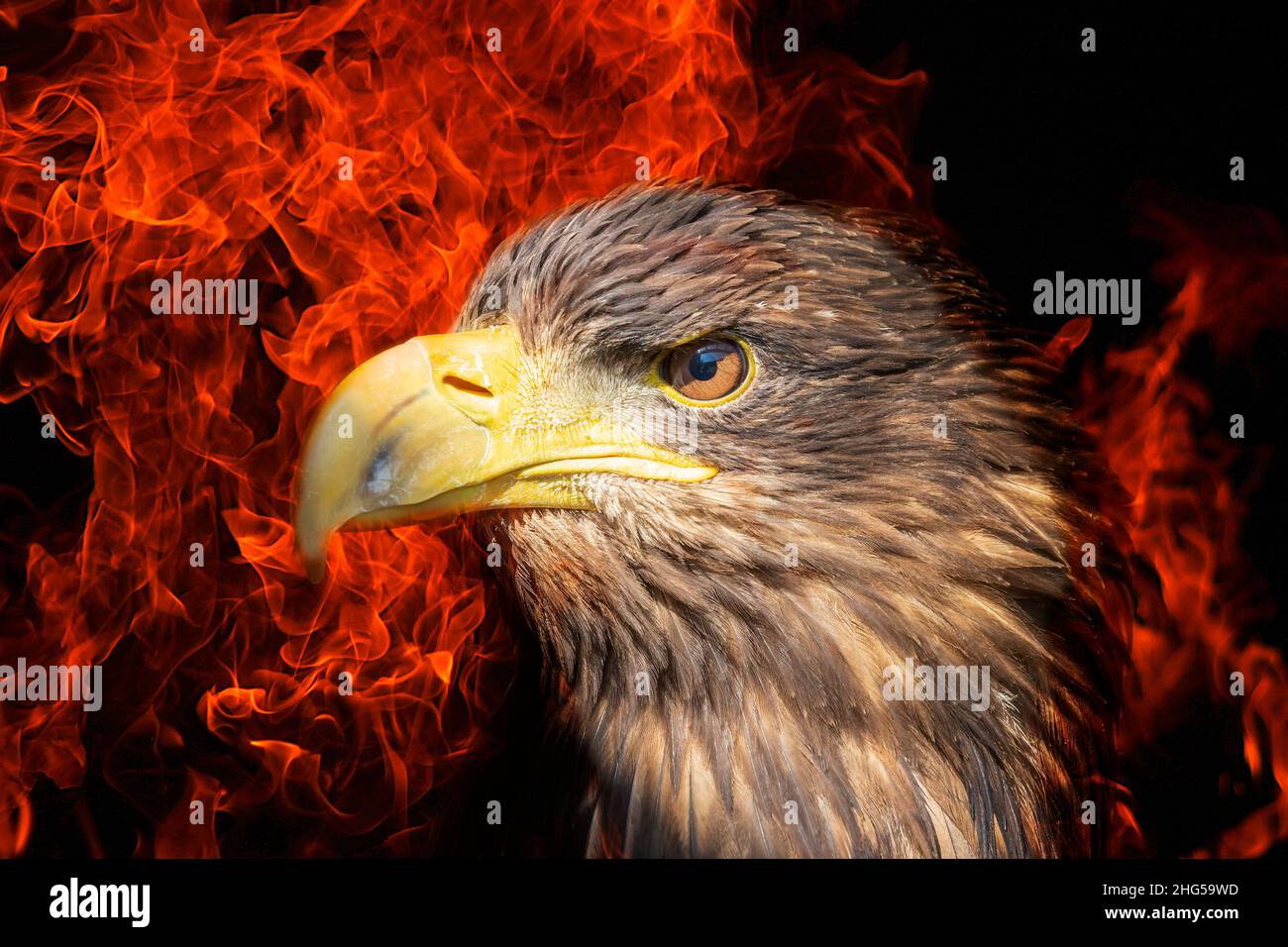 Aquila di mare - Haliaeetus albicilla - Ritratto di un uccello di preda. Intorno alla testa dell'aquila c'è un fuoco finito. Lo sfondo è scuro. Foto Stock