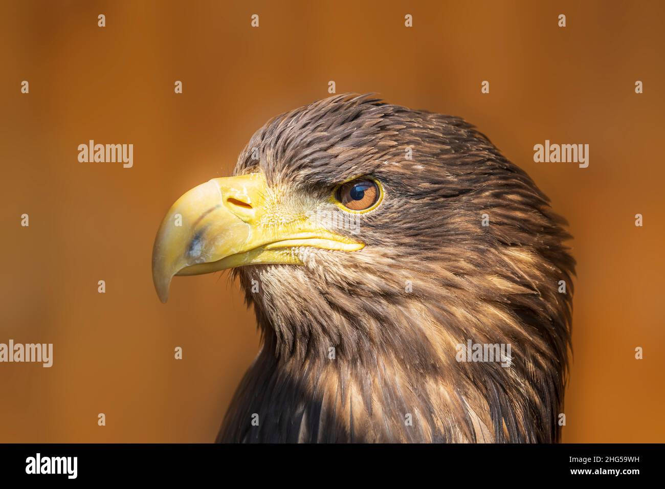 Aquila di mare - albicilla di Haliaeetus - ritratto di un uccello di preda. L'aquila è addestrata da un falconer. Foto Stock